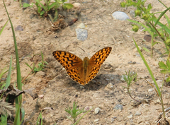 Argynnis