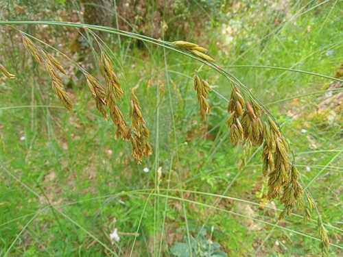 Festuca durandoi