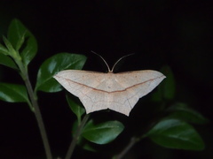 Timandra convectaria