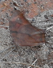 Melanitis leda leda