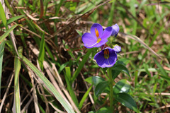 Exacum trinervium