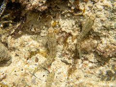 Striped Rockskipper photo 4