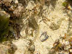 Striped Rockskipper photo 3