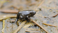 Bufo sachalinensis