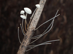 Marasmius epiphyllus image