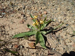Cyanella lutea lutea