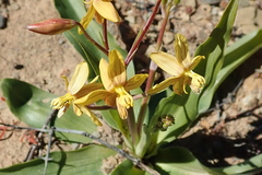 Cyanella lutea lutea