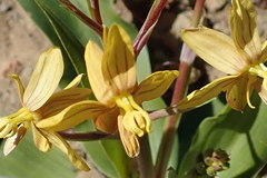 Cyanella lutea lutea