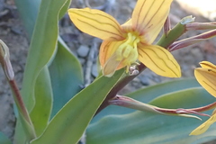 Cyanella lutea lutea