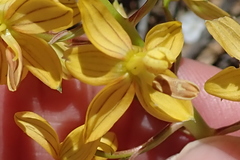 Cyanella lutea lutea