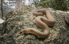Southern Rubber Boa photo 2