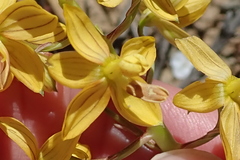 Cyanella lutea lutea
