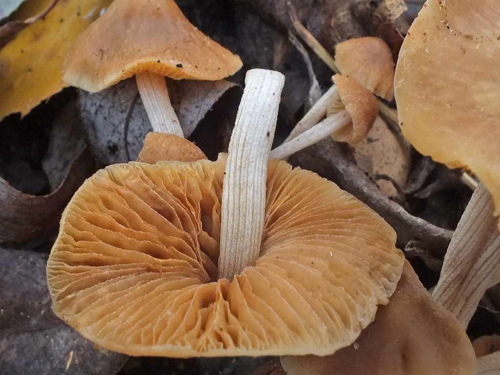 Conocybe striipes