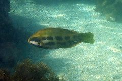 Heteroscarus acroptilus