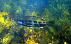 Heteroscarus acroptilus