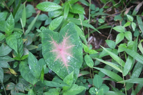 Caladium bicolor image