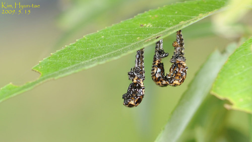 Spotted Willow Leaf Beetle photo 5