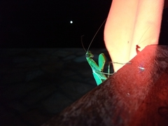 Mantidae