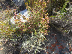 Erica petraea