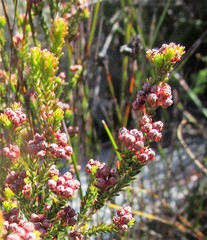 Erica petraea