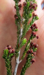Erica petraea