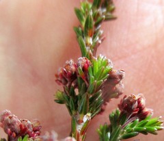 Erica petraea