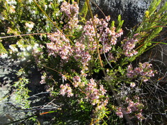 Erica hispidula hispidula