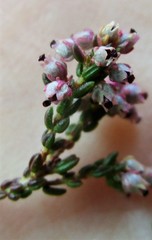 Erica hispidula hispidula