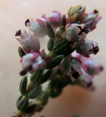 Erica hispidula hispidula