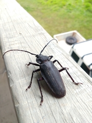 Ctenoscelis acanthopus