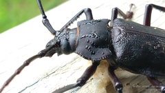 Ctenoscelis acanthopus