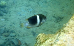 Chrysiptera biocellata