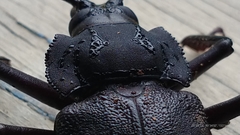 Ctenoscelis acanthopus