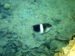 Chrysiptera biocellata