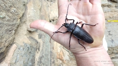 Ctenoscelis acanthopus