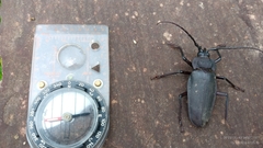 Ctenoscelis acanthopus