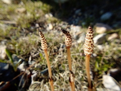Equisetum arvense image