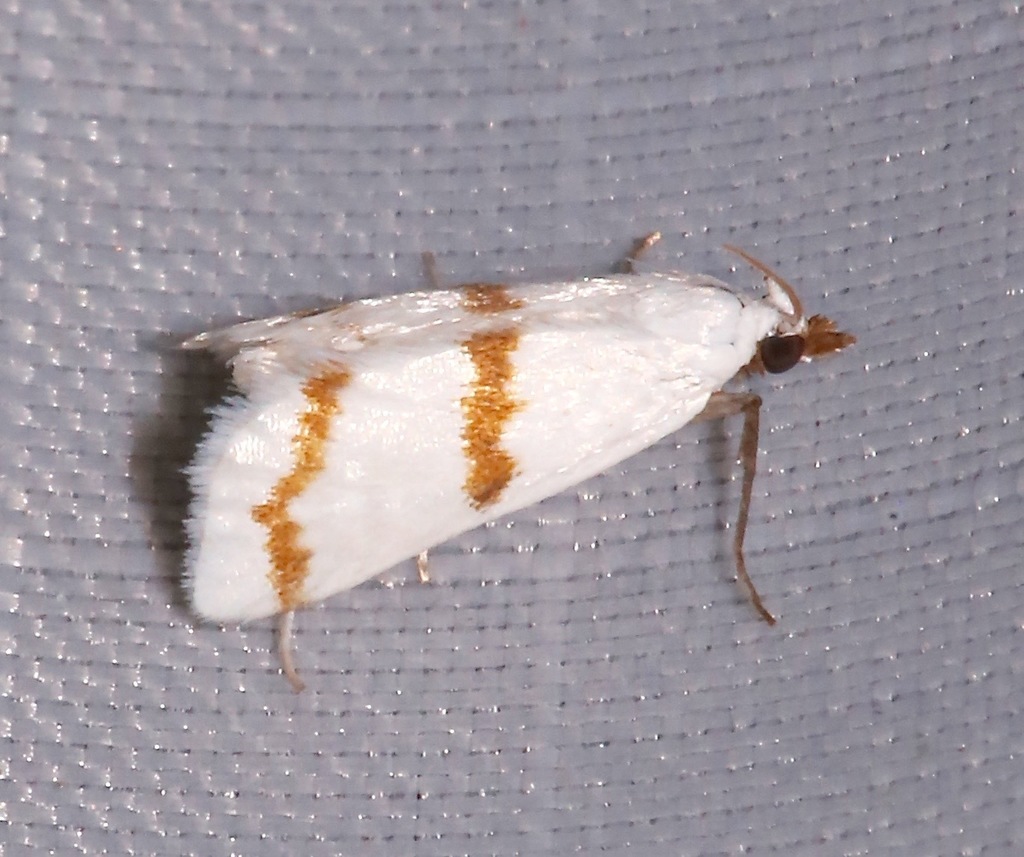 Leptosteges xantholeucalis