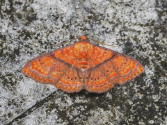 Homodes crocea