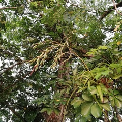 Tillandsia makoyana