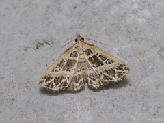 Isana albiscripta
