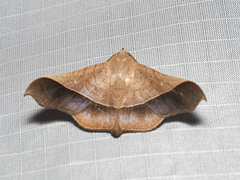 Chilkasa falcata