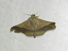 Chilkasa falcata
