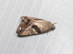 Odontodes pallidifimbria