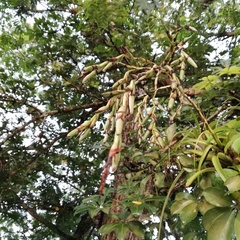 Tillandsia makoyana