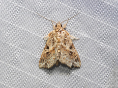 Callopistria trilineata