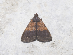 Hydrillodes lentalis