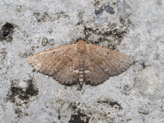 Nechesia albotentata