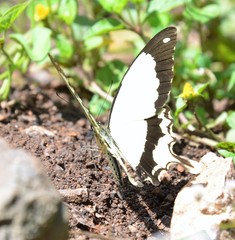 Papilio dardanus