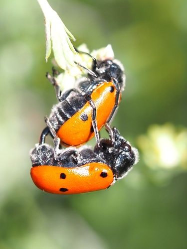 Lachnaia pubescens (Dufour, 1820)